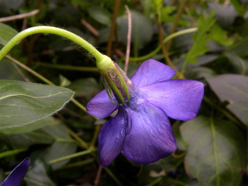 Fiori viola -  Vinca major